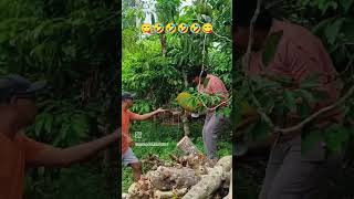 #drive #travel #wayanad #jackfruit #donga #funnyvideo