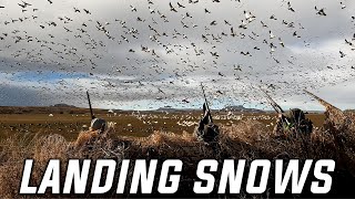 Landing Thousands of Snow Geese!