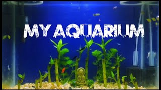 My aquarium