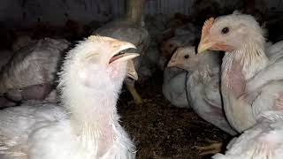 IB | infectious bronchitis | disease in poultry | Pakistan poultry supervisors | PPS |