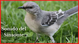 SONIDO del SINSONTE/CENZONTLE (15 Minutos) 🐦🎶🔊