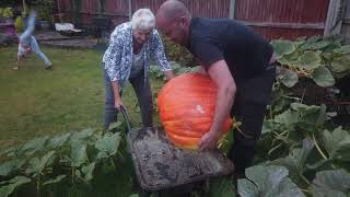 Pumpkins picked!!! We had a 25.1kg, 26.3kg, 31kg dead and big brother at 36.7kg!!!