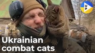 Ukrainian combat cats #Shorts