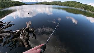 British Columbia Brook Trout (Susan Lake)