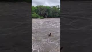 Flooding over the dam June 2024 Austin Minnesota #water #river cedar #nature