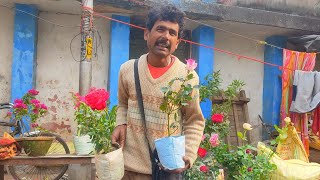 14 January Kolkata Flower Plants Market Visit On | Rose Plant Chandramallika Daliya Winter Plants