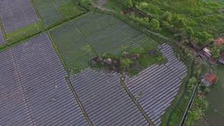 Ladang Sawah | View | Stockshot Footage alam | DJI 0013 1