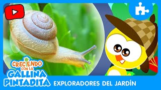 Creciendo con la Gallina Pintadita | Exploradores del Jardín - Caracol