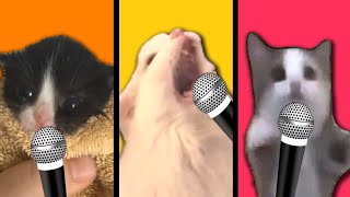 Meme cats meow battle