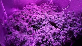 GROWING MASSIVE BUDS ORGANICALLY ( NO BOTTLED NUTRIENTS ). INDOOR GROW USING LEDS