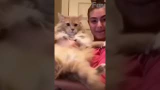 🤣🤣#🤣🤣🤣 #funnyvideos #fypage #animals #funny #dog #wee #cat #pet  #shorts