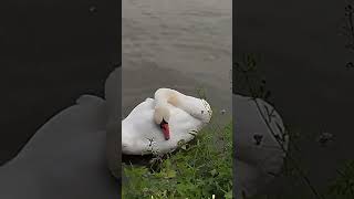 Swan on the Neckar. Heidelberg. Germany. Selya Baden - Württemberg #spring #travel #tram  #birds