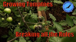 Growing Tomatoes - Breaking all the rules