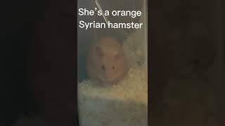 Meet my hamster. Her name is carrots #hamstersyrian #hamsters #adorable #pets #shorts #fyp