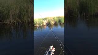 Думали что ушла...а она на месте #рыбалка #казахстан #астана #2023 #fishing #шортс #fishingvideo