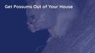 Get Possums Out of Your House