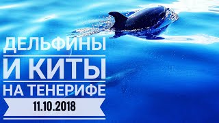 Тенерифе 2018. Суперпоездка на жёлтой подводной лодке к китам и дельфинам.