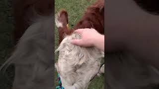 Otis, the adorable mini Hereford steere