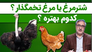 پرورش شترمرغ  یا مرغ تخمگذار ؟Is breeding ostriches more suitable or breeding laying hens?