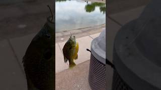 Number 7 today! #bluegill #catchmorefish #fishingtechniques #fishingfun