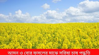 আমন ও বোর ফসলের মাঝে সরিষা চাষ পদ্ধতি | Bright Agriculture