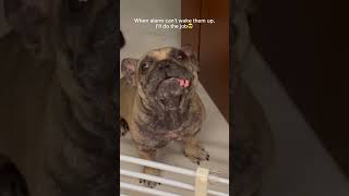 just doing my job…🫡 #frenchbulldog #howlingdog #cute #love #shortsvideo #fyp