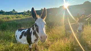 Adams Farms music series- Wilmington Vt