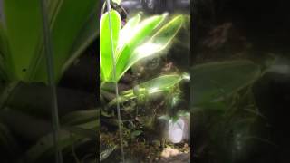 Ranitomeya Imitator Dart Frog trio vivarium