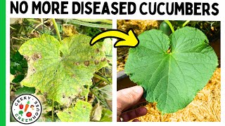 Do This To Avoid Diseased Cucumber Plants