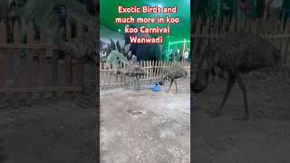 Exotic Birds and much more India's Biggest Carnival in Wanwadi Pune #kookoocarnival #carniva