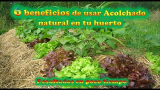 6 beneficios de usar Acolchado natural en tu huerto.