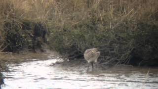 Curlew at arne RSPB 07 / 02 / 2015