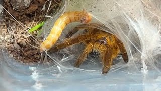 My first tarantula the Orange Baboon Tarantula (Pterinochilus Murinus)