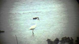 Great White Egret, Pitsford Reservoir, Northants