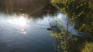 Ducks. Forest. A park.