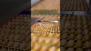 modernization of the laying chicken industry egg production farm poultry business - RETECH Farming