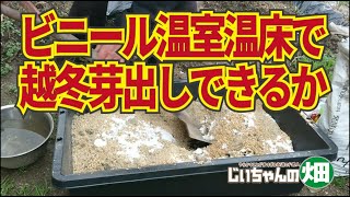 籾殻堆肥を仕込んでイモヅル越冬に発酵熱を利用したい。1/24