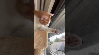 Cat plays with a bug on the window