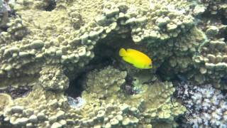 Snorkeling in Fiji off Matava Resort, Island of Kadavu