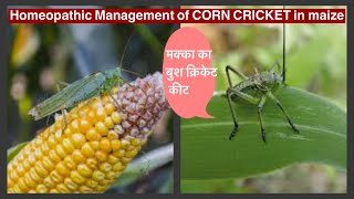 Homeopathic management of CORN CRICKET insect in maize, sorghum, millets#corn#insect