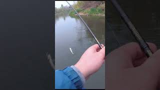 Проверенная приманка DUO Toto сработала по мелкому жереху #shorts #fishing #рыбалка #поппер #жерех