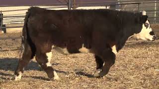 F3 BW Steer