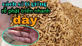 Cách sử lý giống giúp rễ phát triển nhanh trong vụ hè thu #46 l Thanhdotv