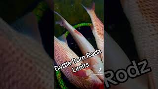 Battle born Rodz Limits