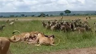 Hyenas keep their distance when the male lion arrives