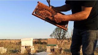 Ağustos Ayı Arı Kontrolü | Uygulamalı Ve Detaylı Anlatım