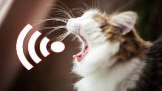 Billi Ki Awaaz Meow Meow | Cat Sounds Angry | Cats Meowing Video | बिल्ली की आवाज