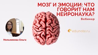 Мозг и эмоции: что говорит нам нейронаука?