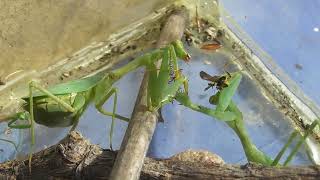 Praying Mantis eats wasp, fights with another mantis and loses an eye.