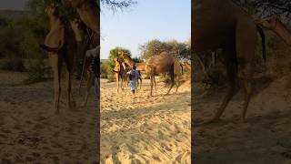 Camelالجمال Camel jump #shorts  #shortvideo #youtubeshorts